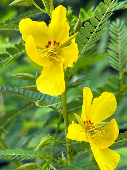 Chamaecrista fasciculata - Partridge pea