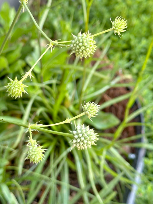 Eryngium yuccifolium - Rattlesnake master