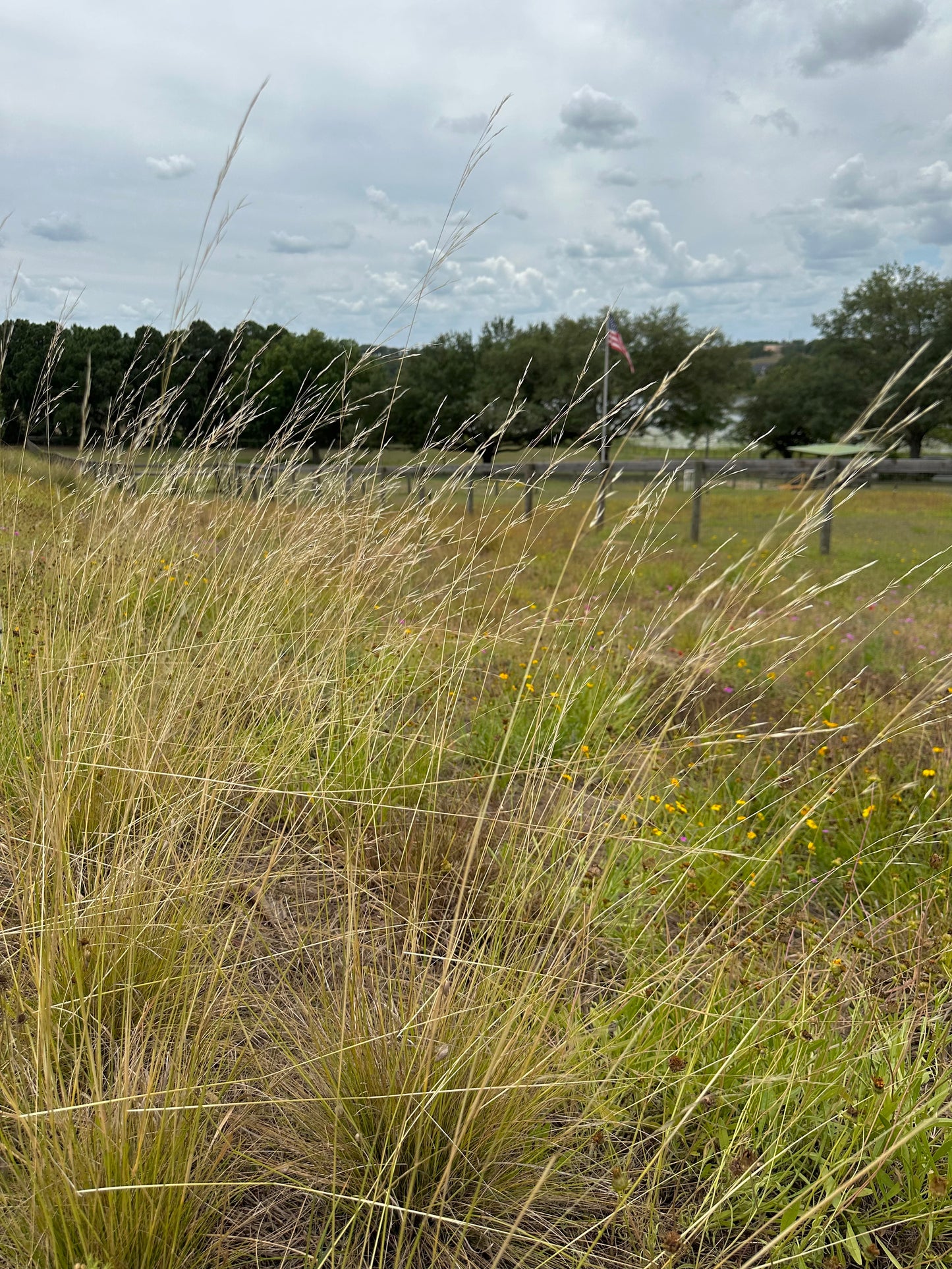 Piptochaetium avenaceum - Black seeded needle grass