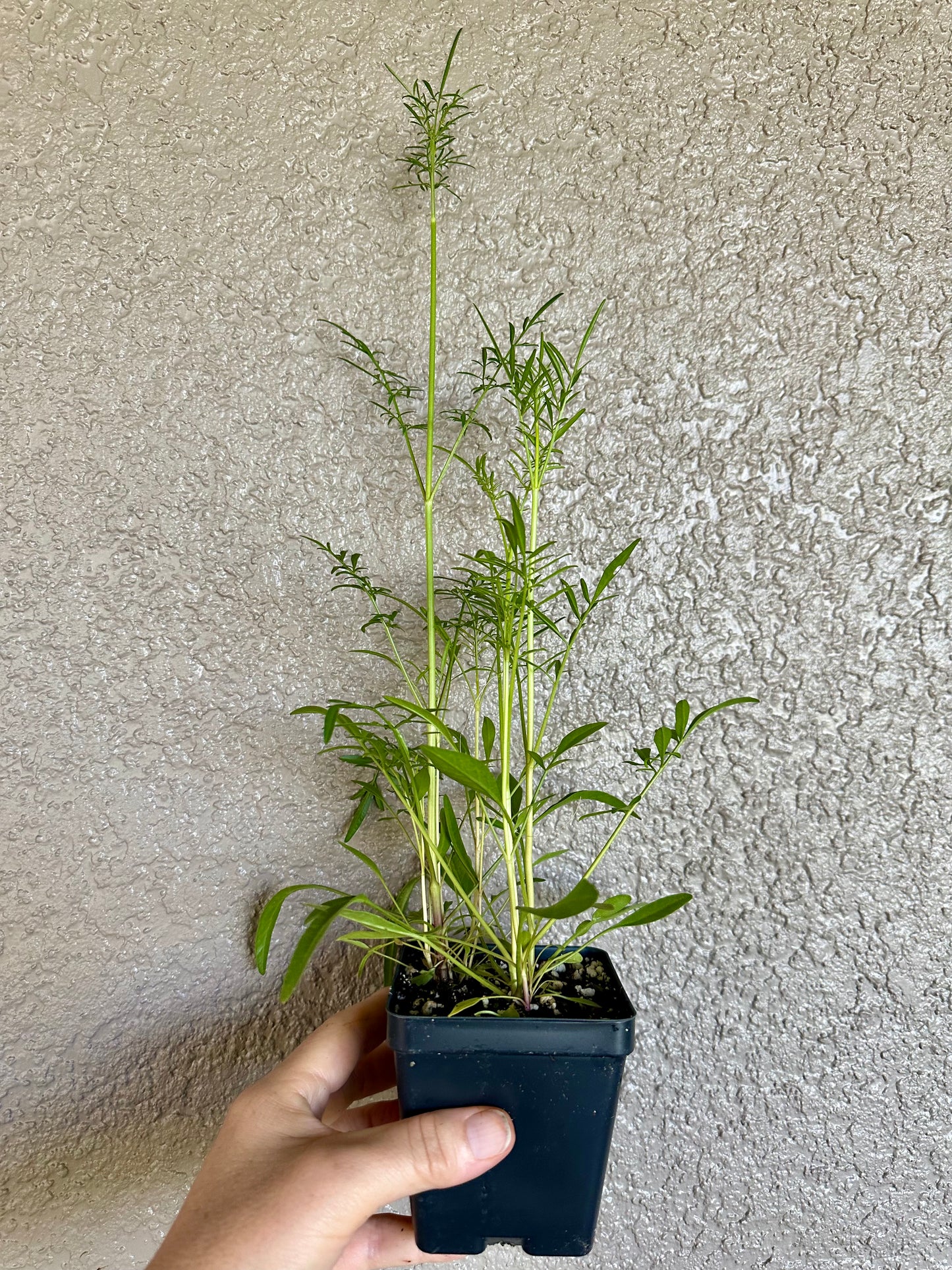 Coreopsis leavenworthii - Leavenworth’s tickseed