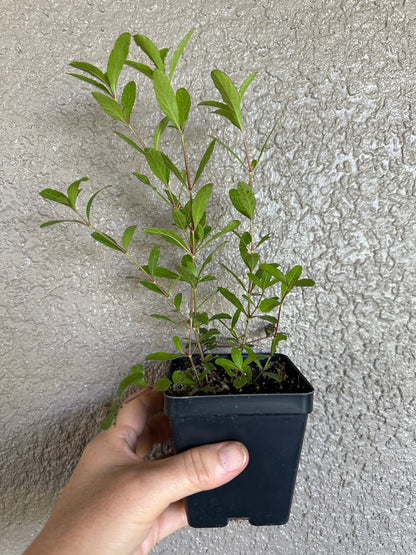 Dyschoriste oblongifolia - Twinflower