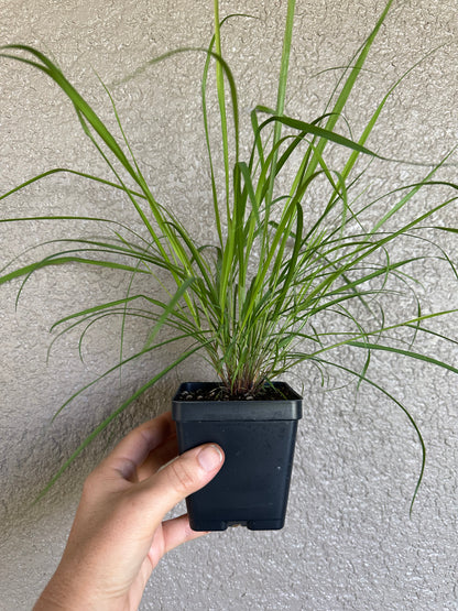 Eragrostis spectabilis - Purple Lovegrass