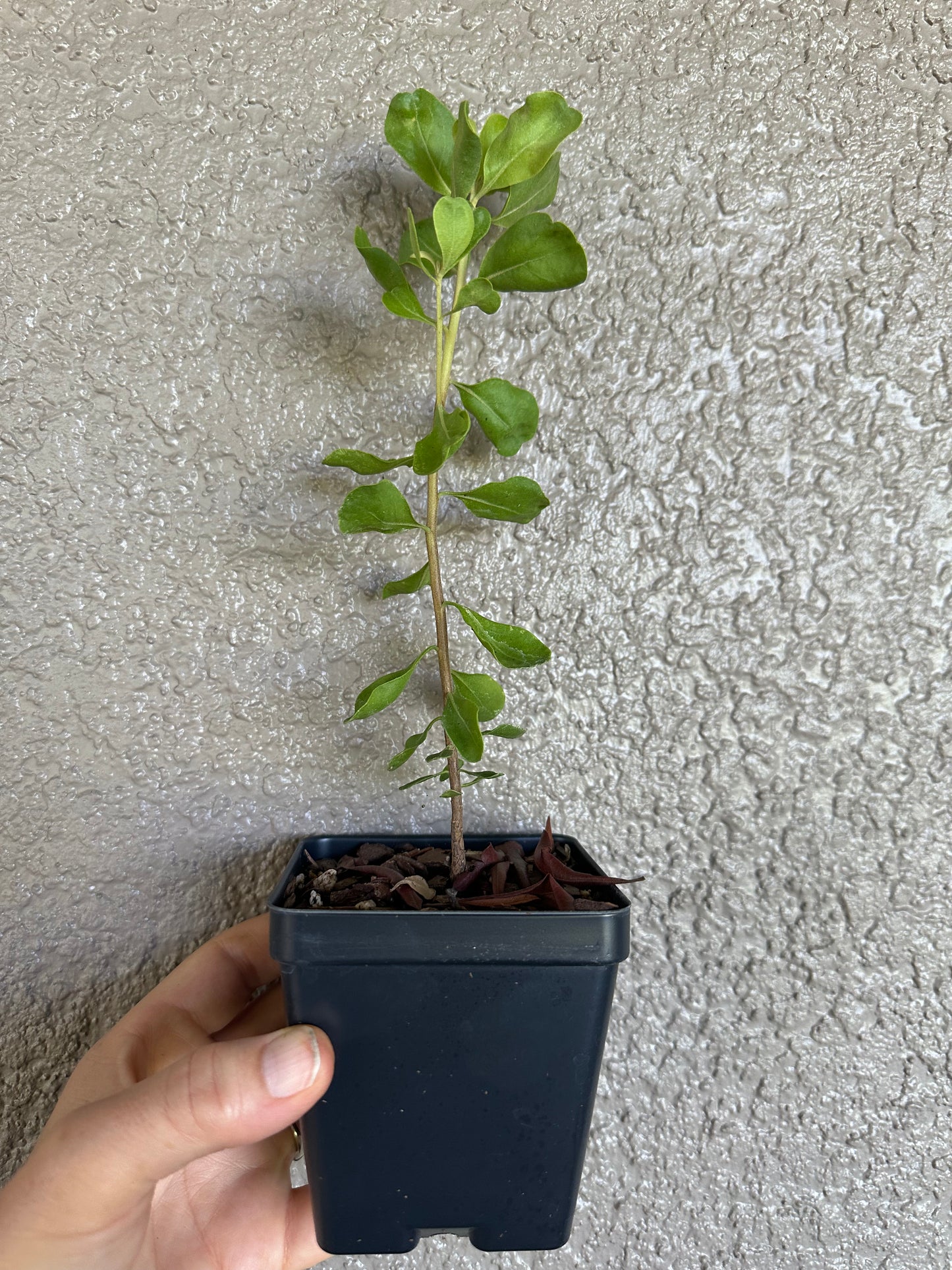 Garberia heterophylla - Garberia