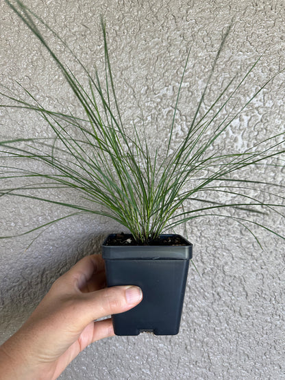 Piptochaetium avenaceum - Black seeded needle grass