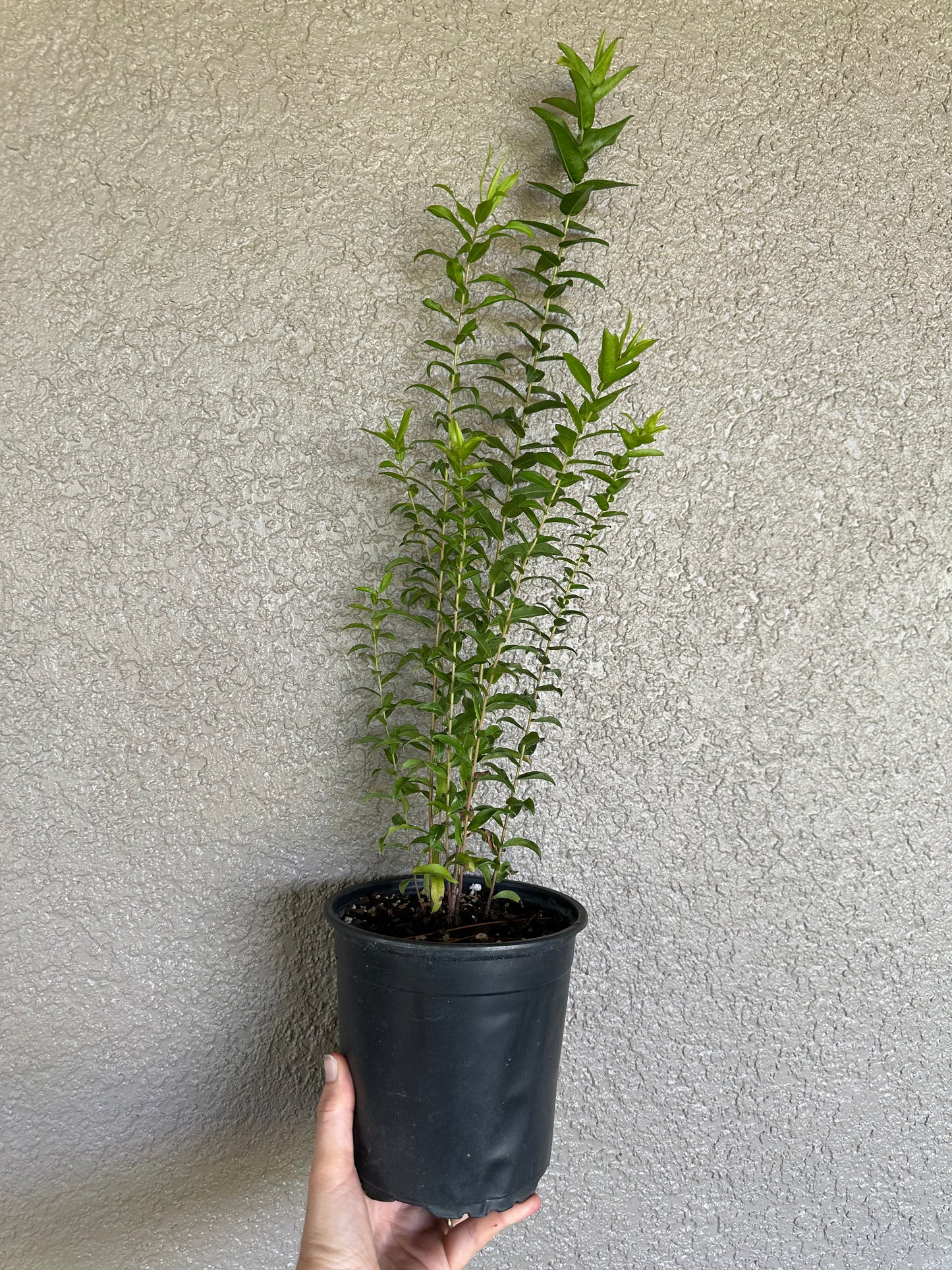 Solidago odora var. chapmanii - Chapman’s goldenrod