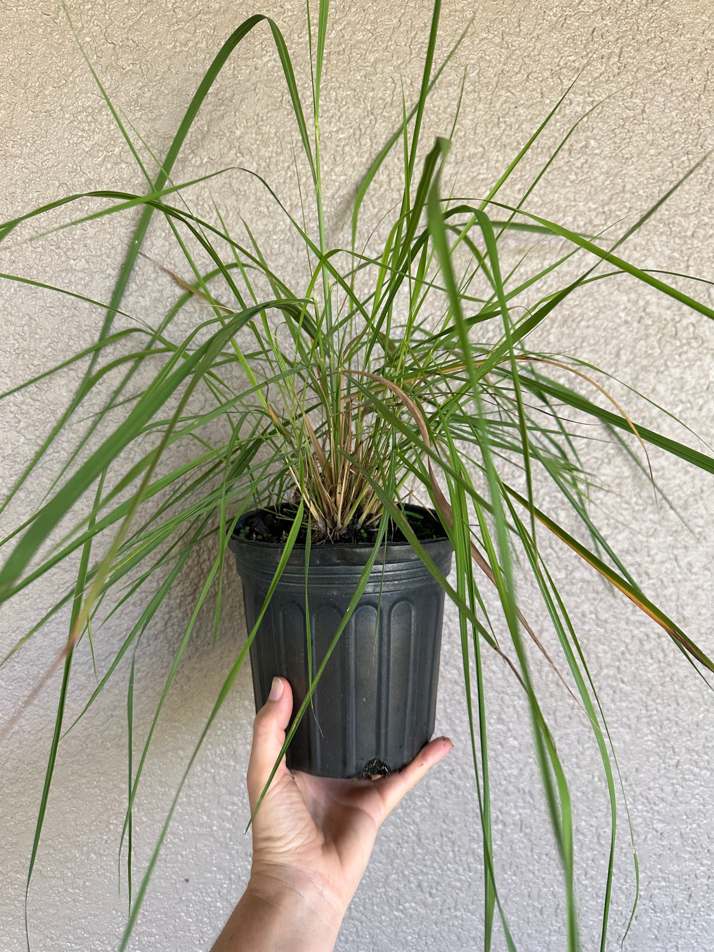 Sorghastrum secundum - Lopsided Indiangrass