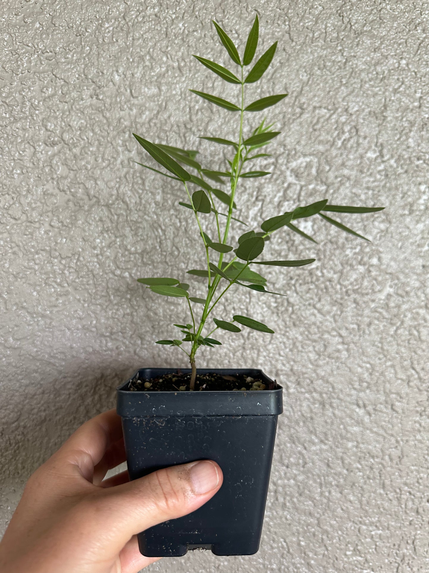 Senna ligustrina - Privet senna