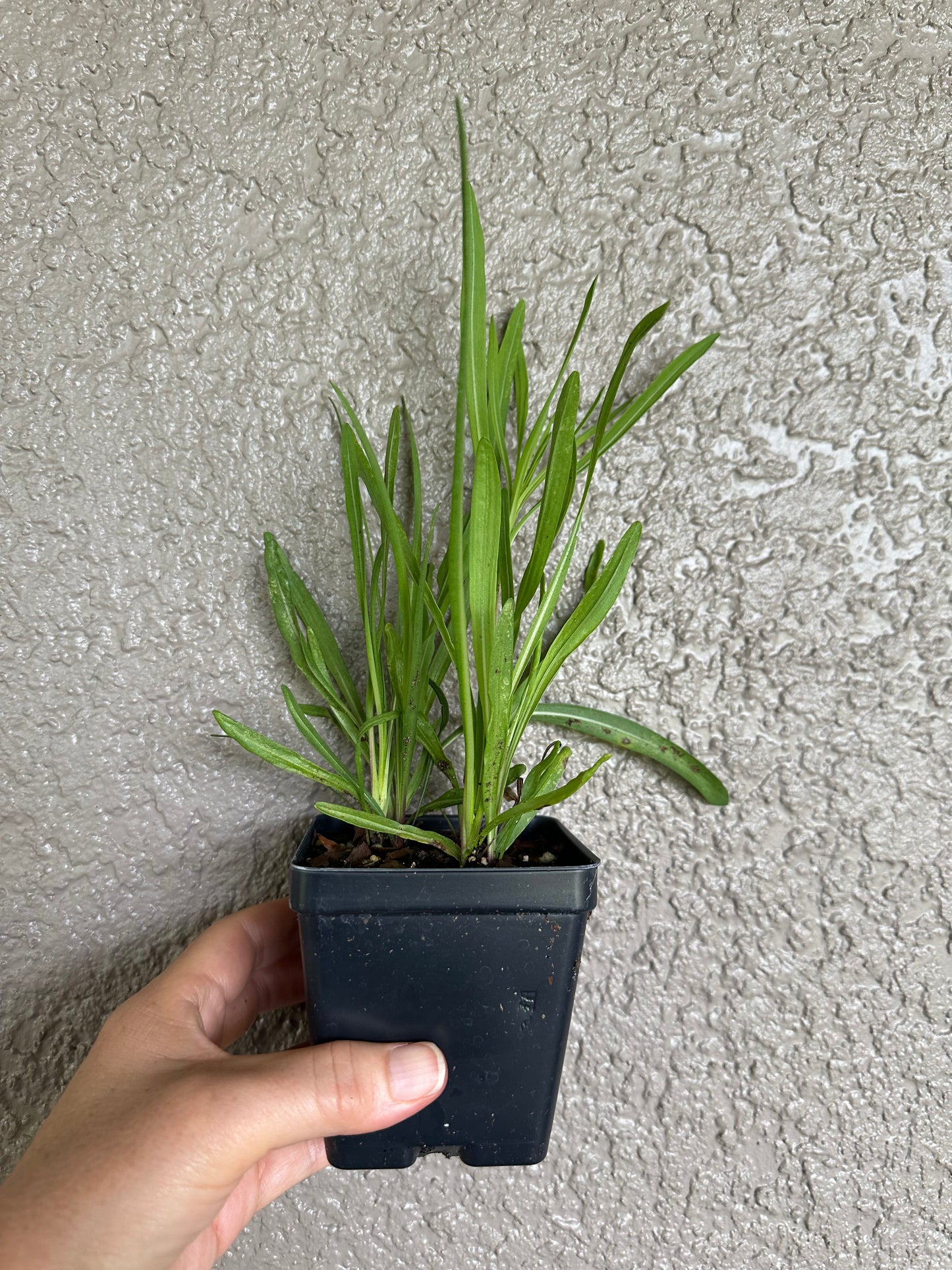 Liatris gracilis - Graceful blazing star