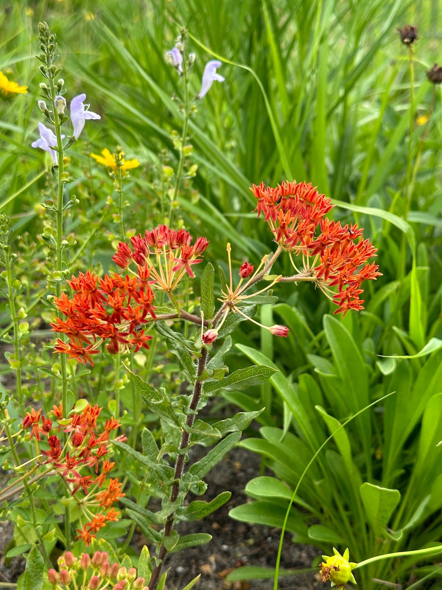 Asclepias tuberosa ssp. rolfsii - Rolfs' milkweed