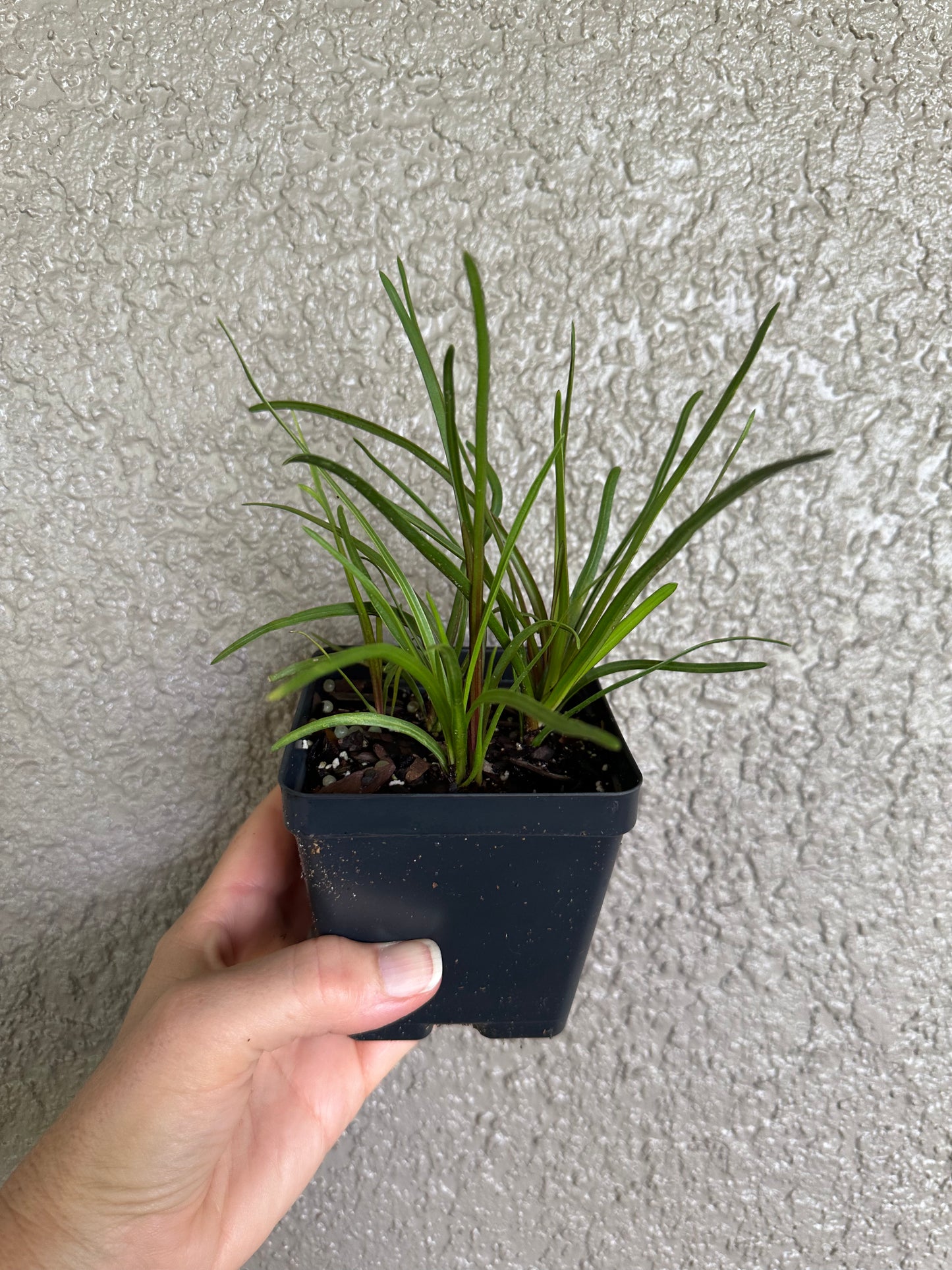 Liatris tenuifolia - Scrub blazing star