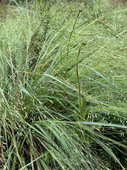 Eragrostis elliottii - Elliot's Lovegrass