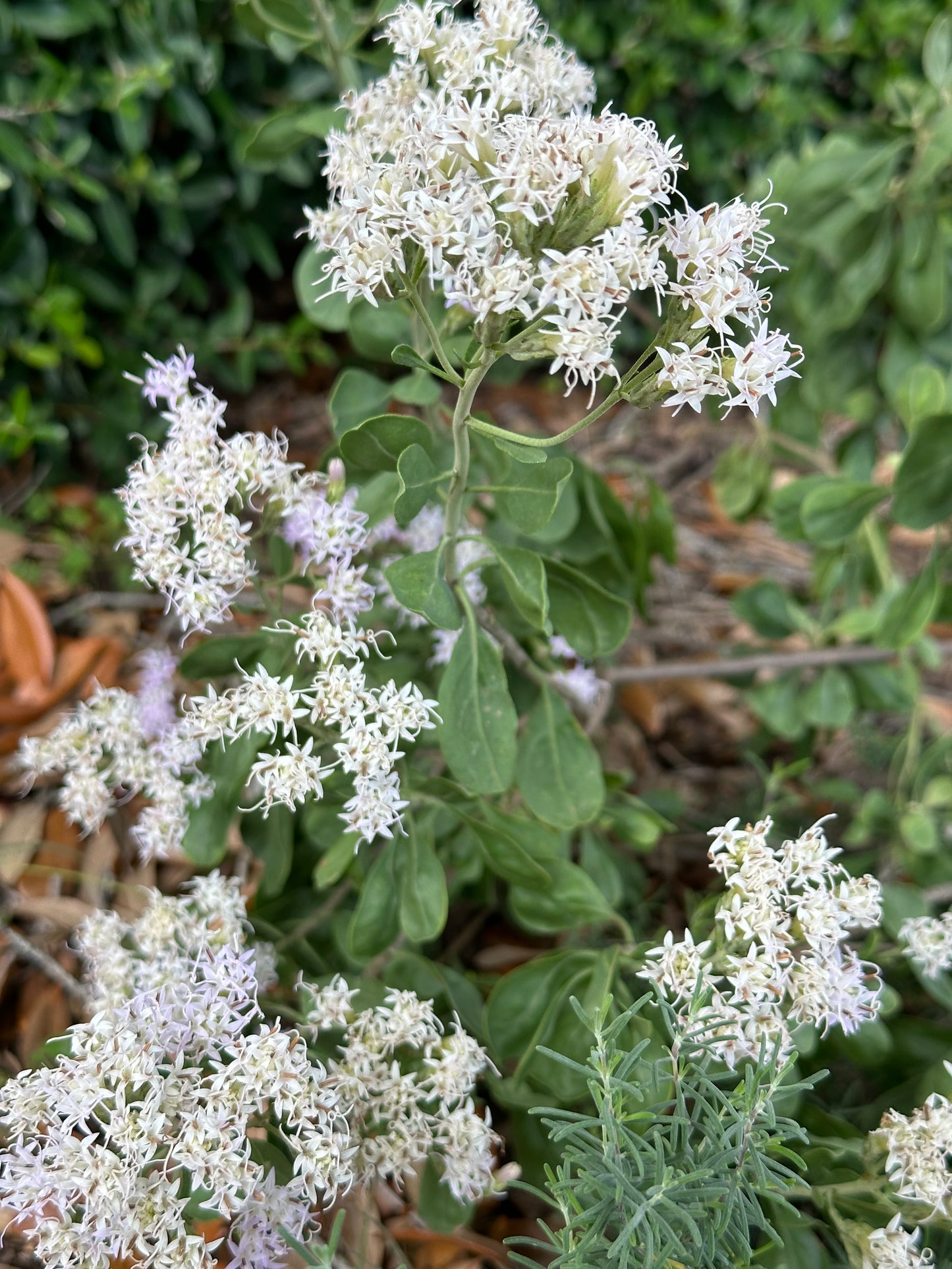 Garberia heterophylla - Garberia