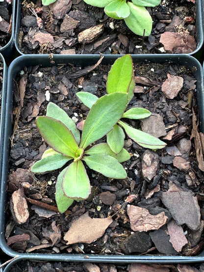 Helenium pinnatifidum - Southeastern
 sneezeweed