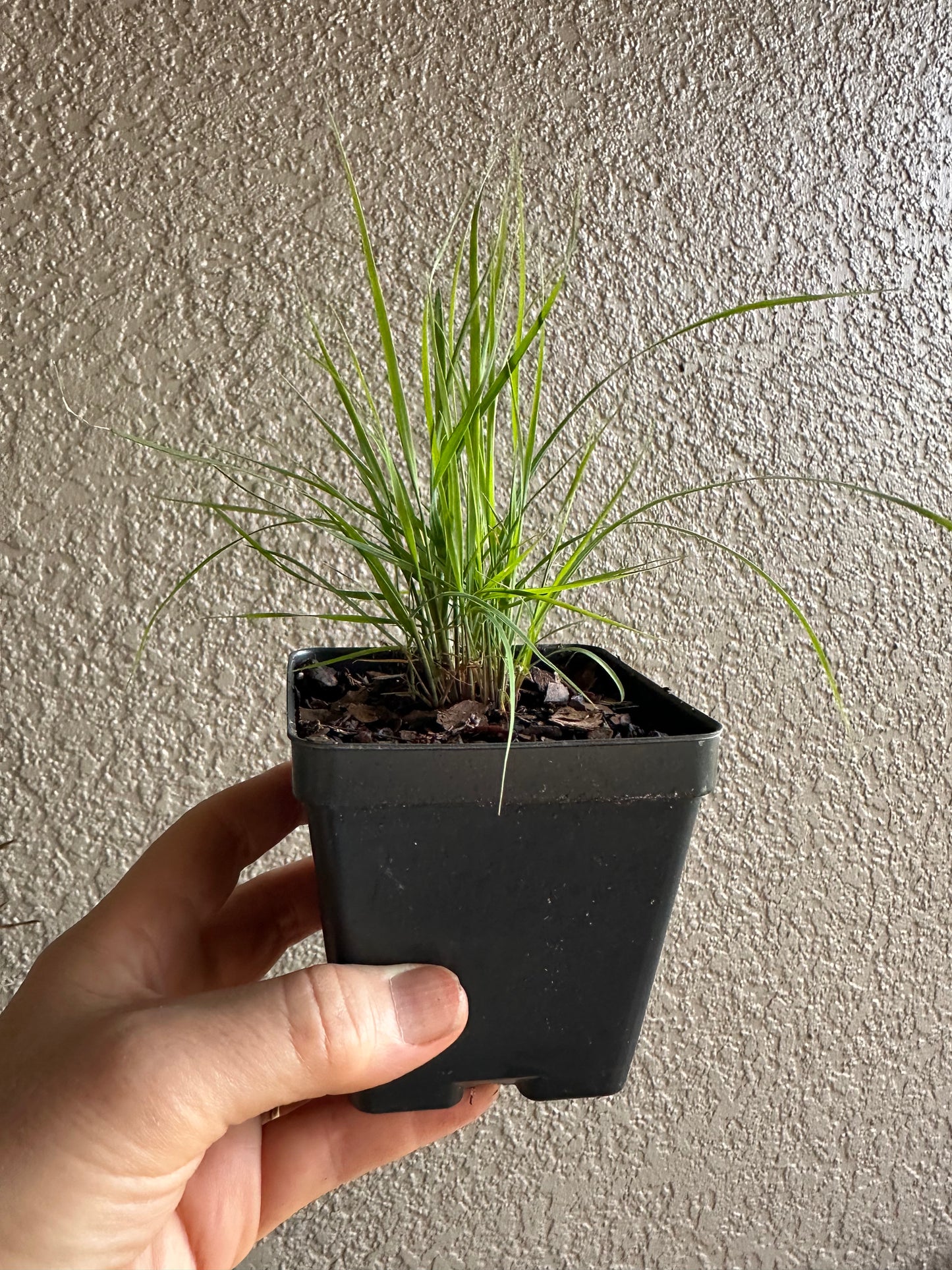 Eragrostis elliottii - Elliot's Lovegrass