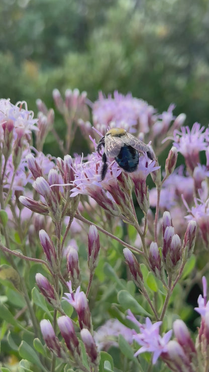 Garberia heterophylla - Garberia