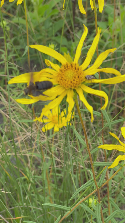 Phoebanthus grandiflorus - Phoebanthus