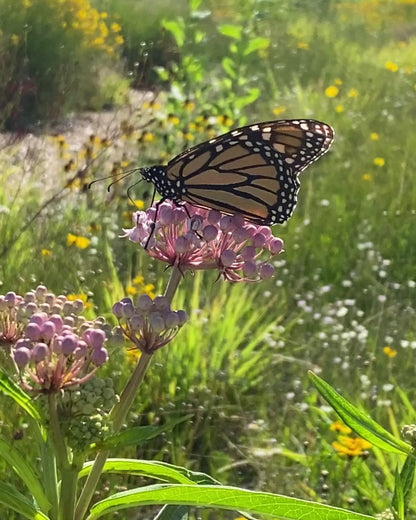 Asclepias incarnata - Pink milkweed