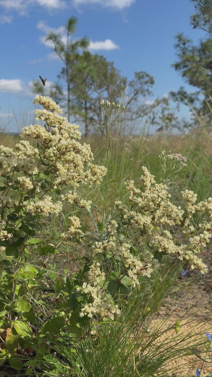 Eriogonum tomentosum - Wild buckwheat