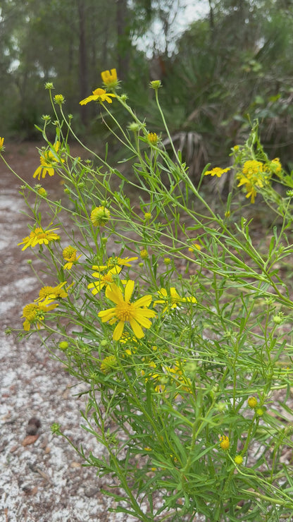 Balduina angustifolia - Coastal plain honeycomb head