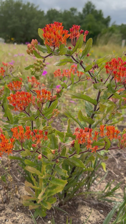 Asclepias tuberosa ssp. rolfsii - Rolfs' milkweed