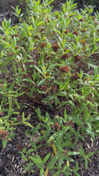 Crocanthemum corymbosum - Pinebarren frostweed