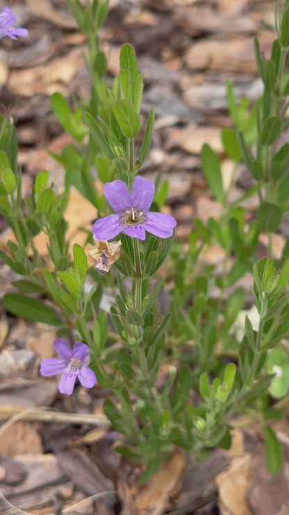 Dyschoriste oblongifolia - Twinflower