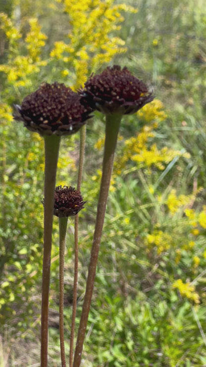 Helianthus radula - Rayless sunflower