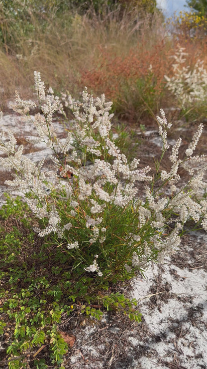 Polygonum nesomii - Sandhill wire-weed