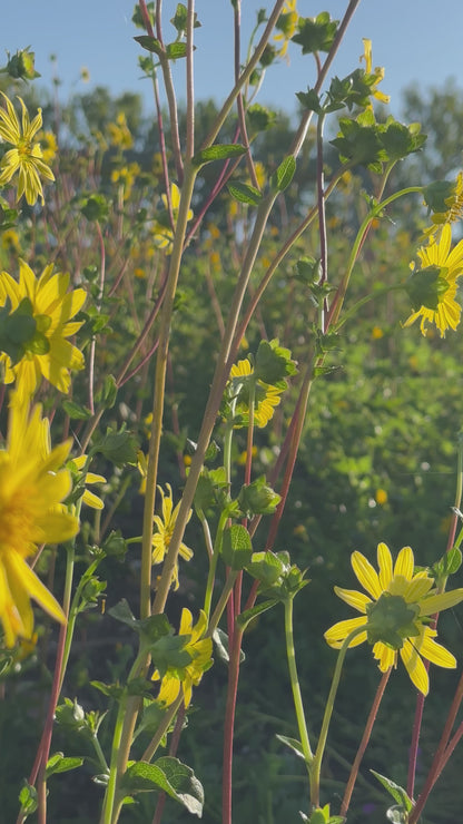 Silphium asteriscus - Stary rosinweed