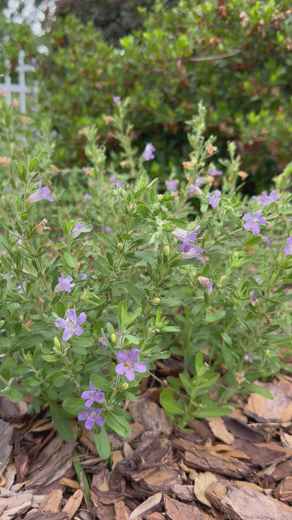 Dyschoriste oblongifolia - Twinflower