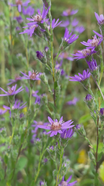 Symphyotrichum concolor - Eastern silver aster