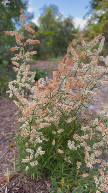 Polygonum nesomii - Sandhill wire-weed