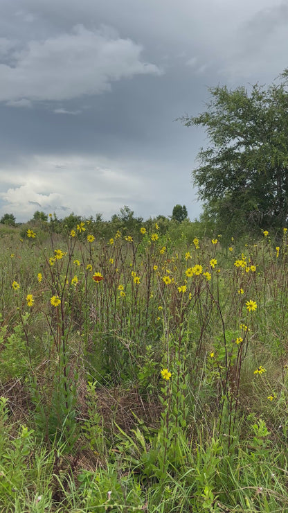 Silphium asteriscus - Stary rosinflower