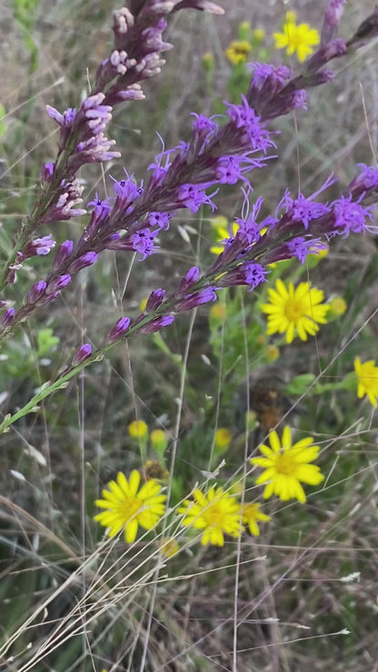 Chrysopsis mariana - Maryland goldenaster