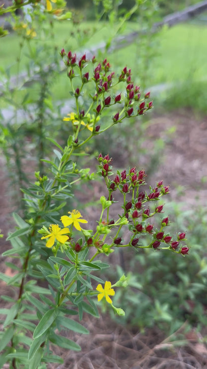 Hypericum cistifolium - Roundpod St. John’s Wort