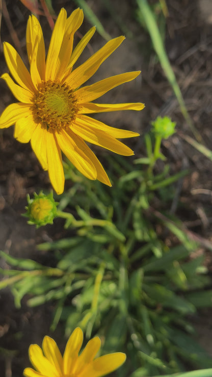 Helianthus carnosus - Flatwoods sunflower