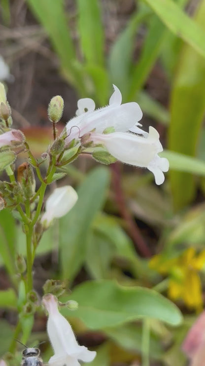 Penstemon multiflorus - Manyflower beardtongue