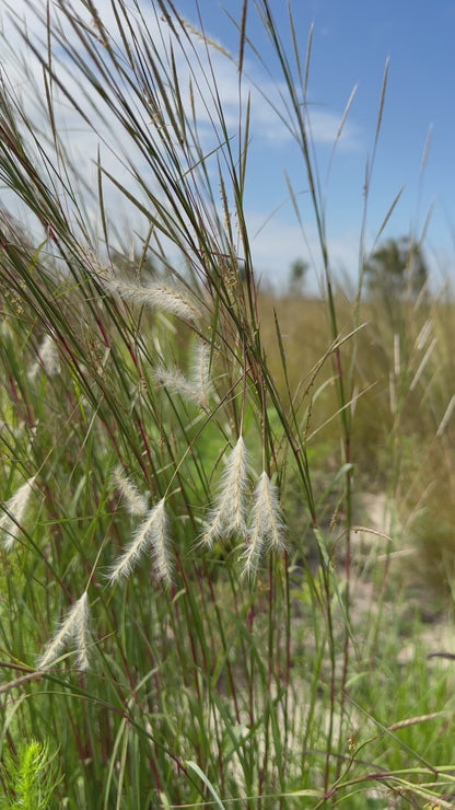 Andropogon ternarius - Splitbeard bluestem