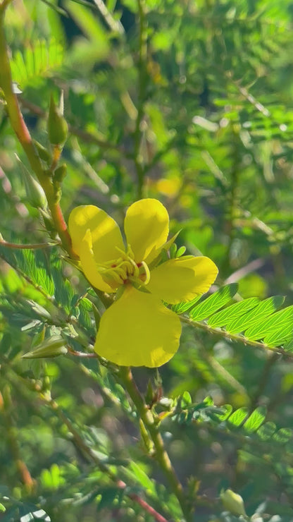 Chamaecrista fasciculata - Partridge pea