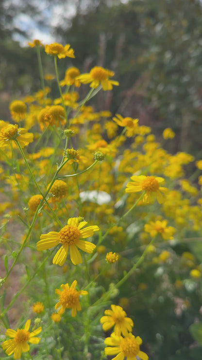 Balduina angustifolia - Coastal plain honeycomb head