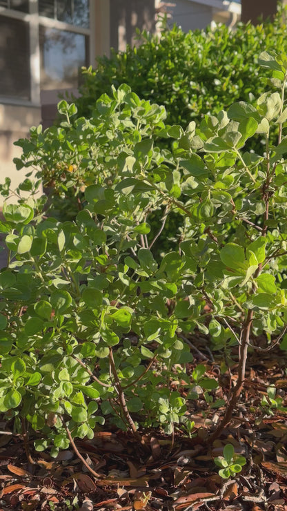 Garberia heterophylla - Garberia