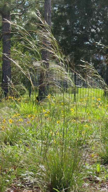 Piptochaetium avenaceum - Black seeded needle grass