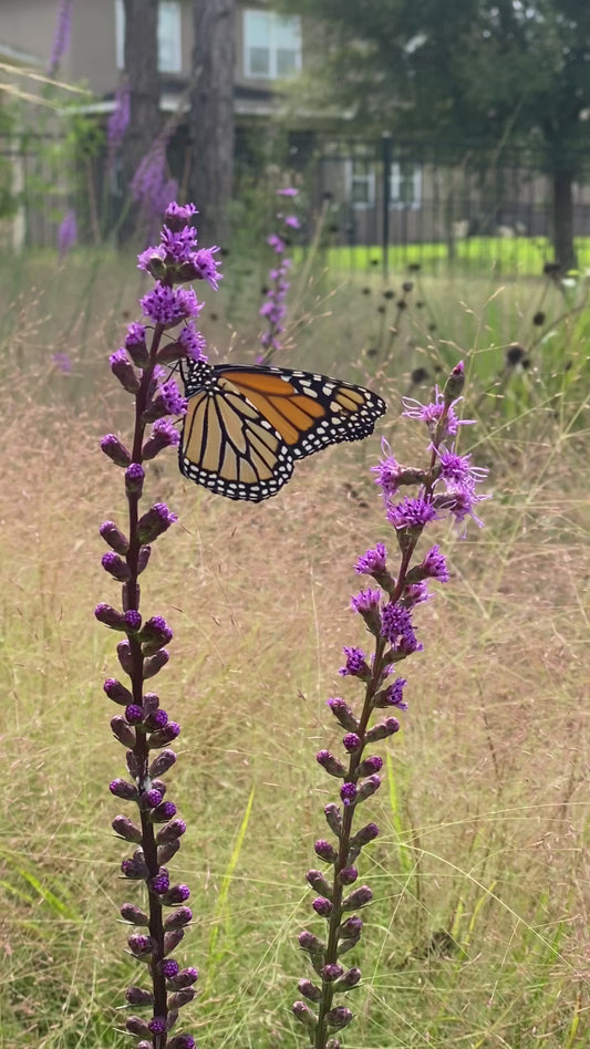 Liatris savannensis - Savanna blazing star