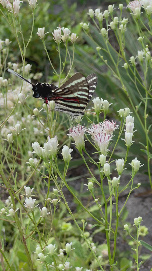 Palafoxia integrifolia - Coastal plain palafox