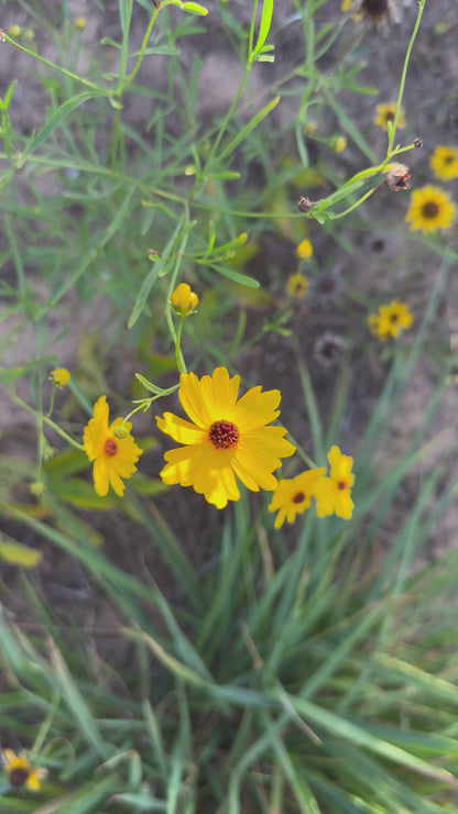 Coreopsis leavenworthii - Leavenworth’s tickseed