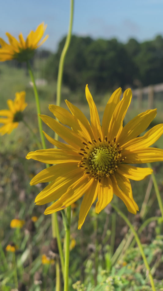 Helianthus carnosus - Flatwoods sunflower