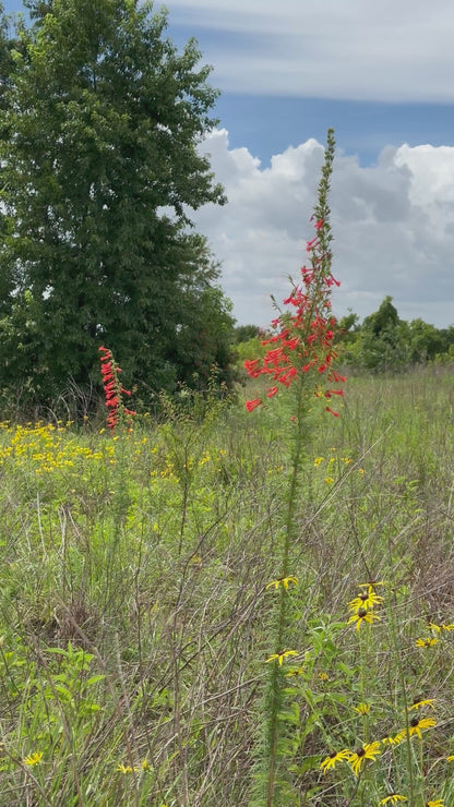 Ipomopsis rubra - Standing Cypress