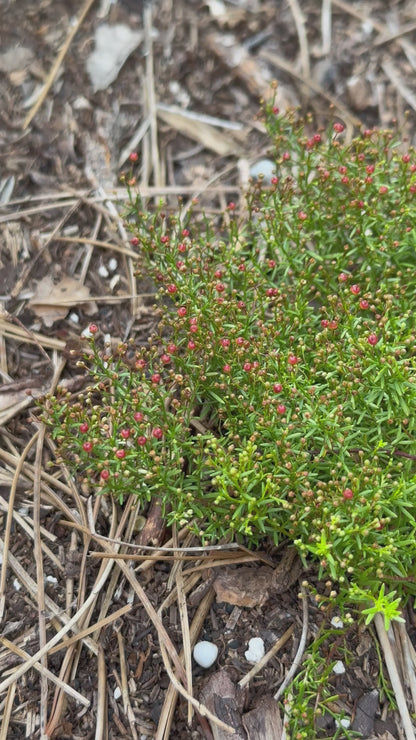 Lechea deckertii - Deckert’s pinweed