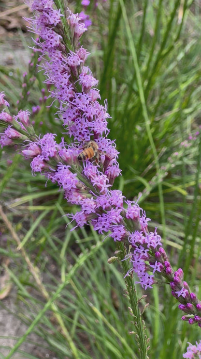 Liatris laevigata - Clusterleaf Blazing Star