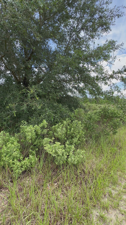 Garberia heterophylla - Garberia